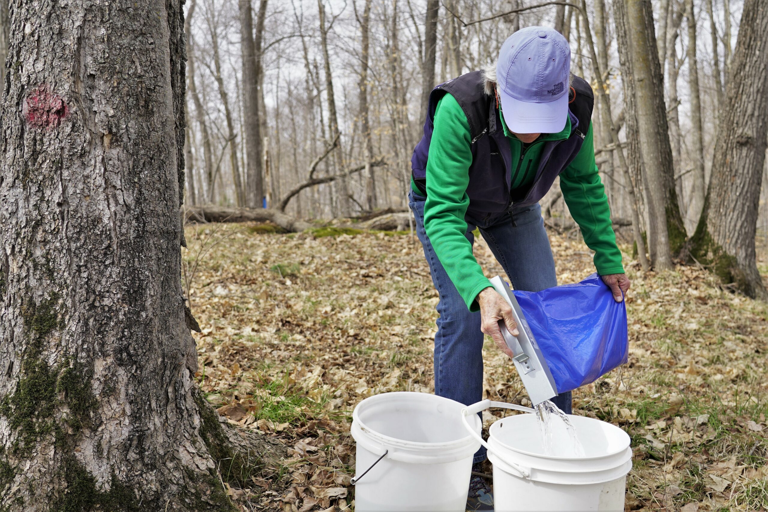 Donna Palivec collects sap by dumping it into a five-gallon bucket on Tuesday, April 18, 2023, north of Bemidji. (Micah Friez / Bemidji State)