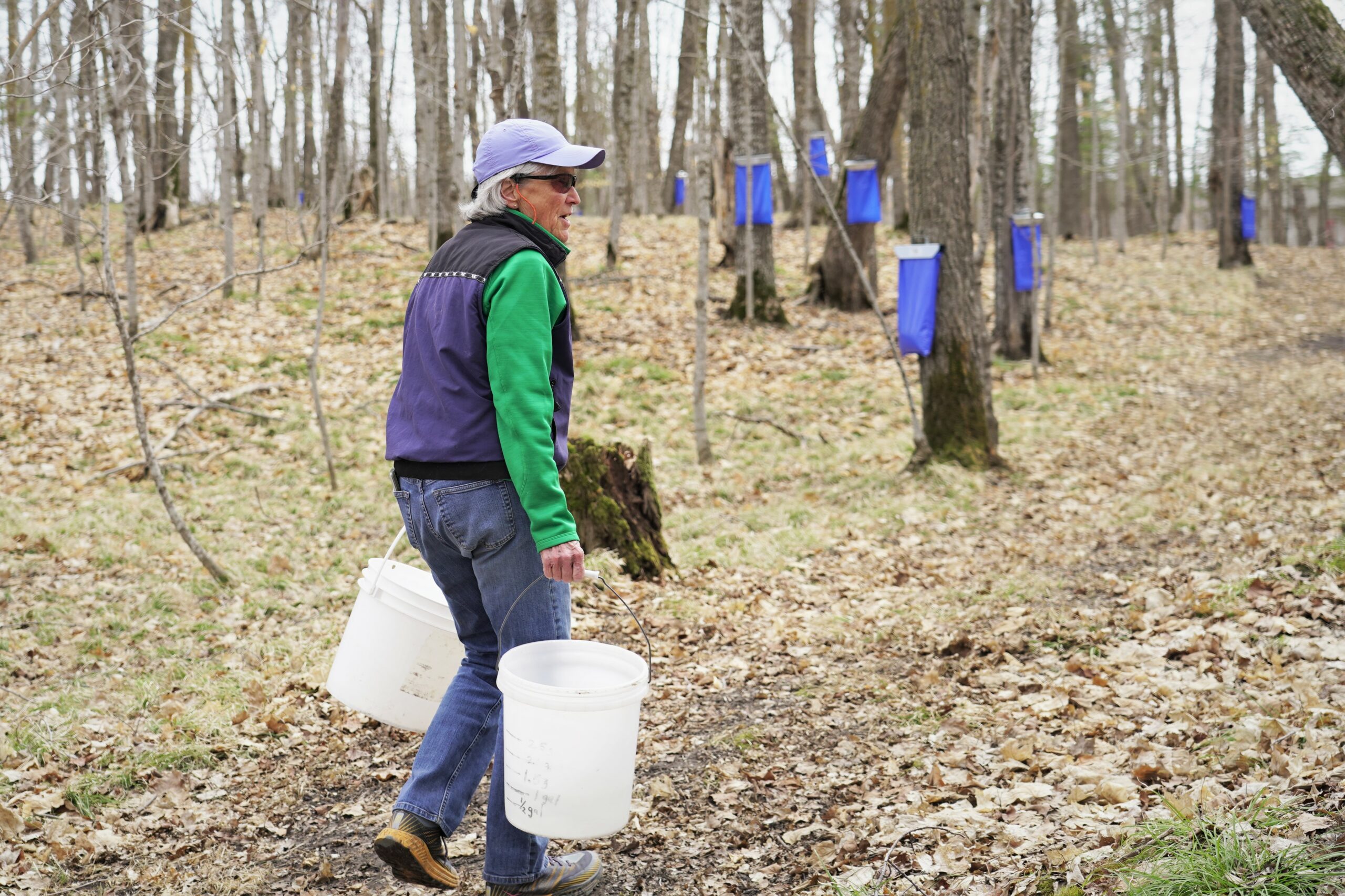 Donna Palivec patrols her property to collect sap from maple trees on Tuesday, April 18, 2023, north of Bemidji. (Micah Friez / Bemidji State)