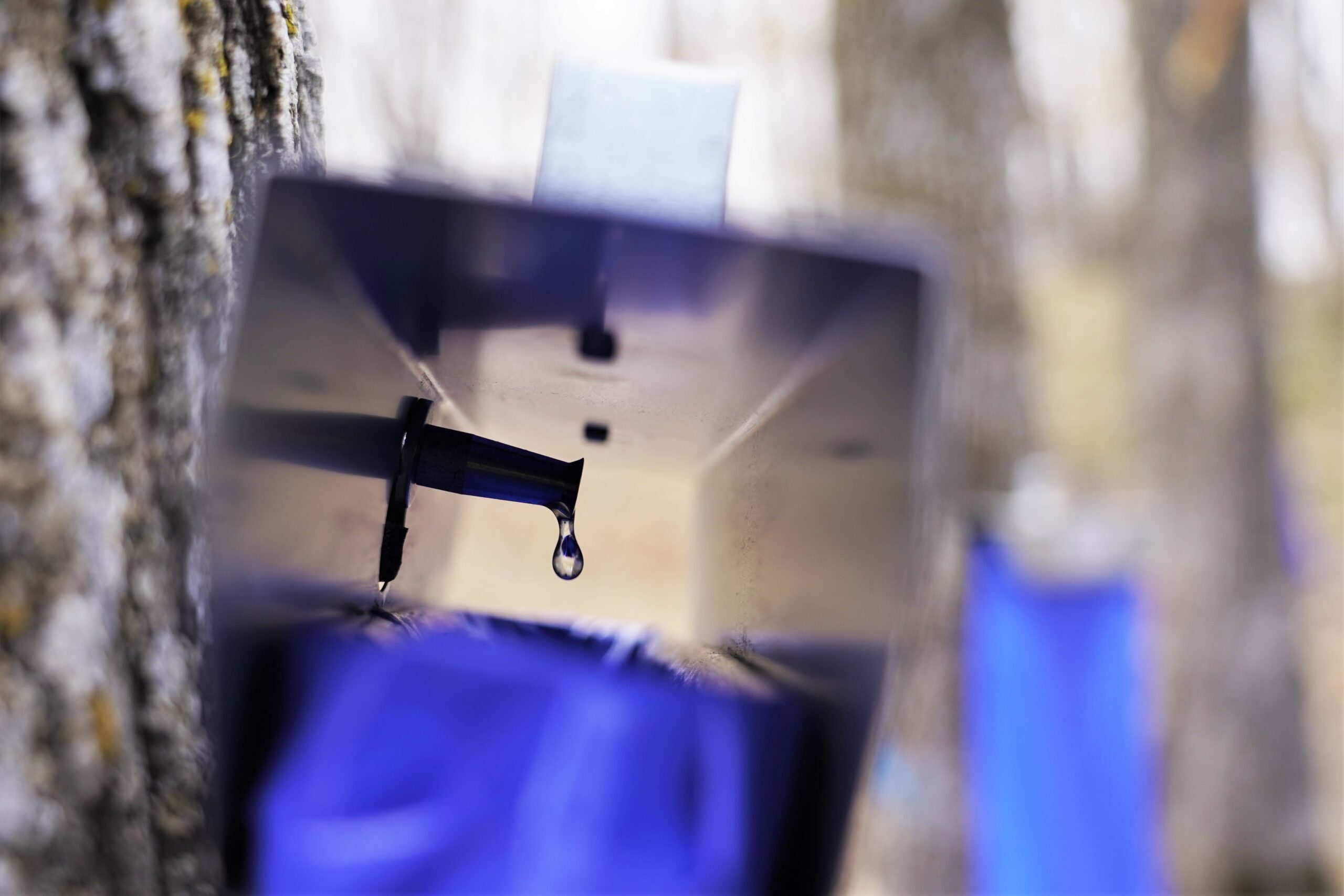 Sap drips from a maple tree and into a bag, which is then collected by Mur Gilman and Donna Palivec, on Tuesday, April 18, 2023, north of Bemidji. (Micah Friez / Bemidji State)