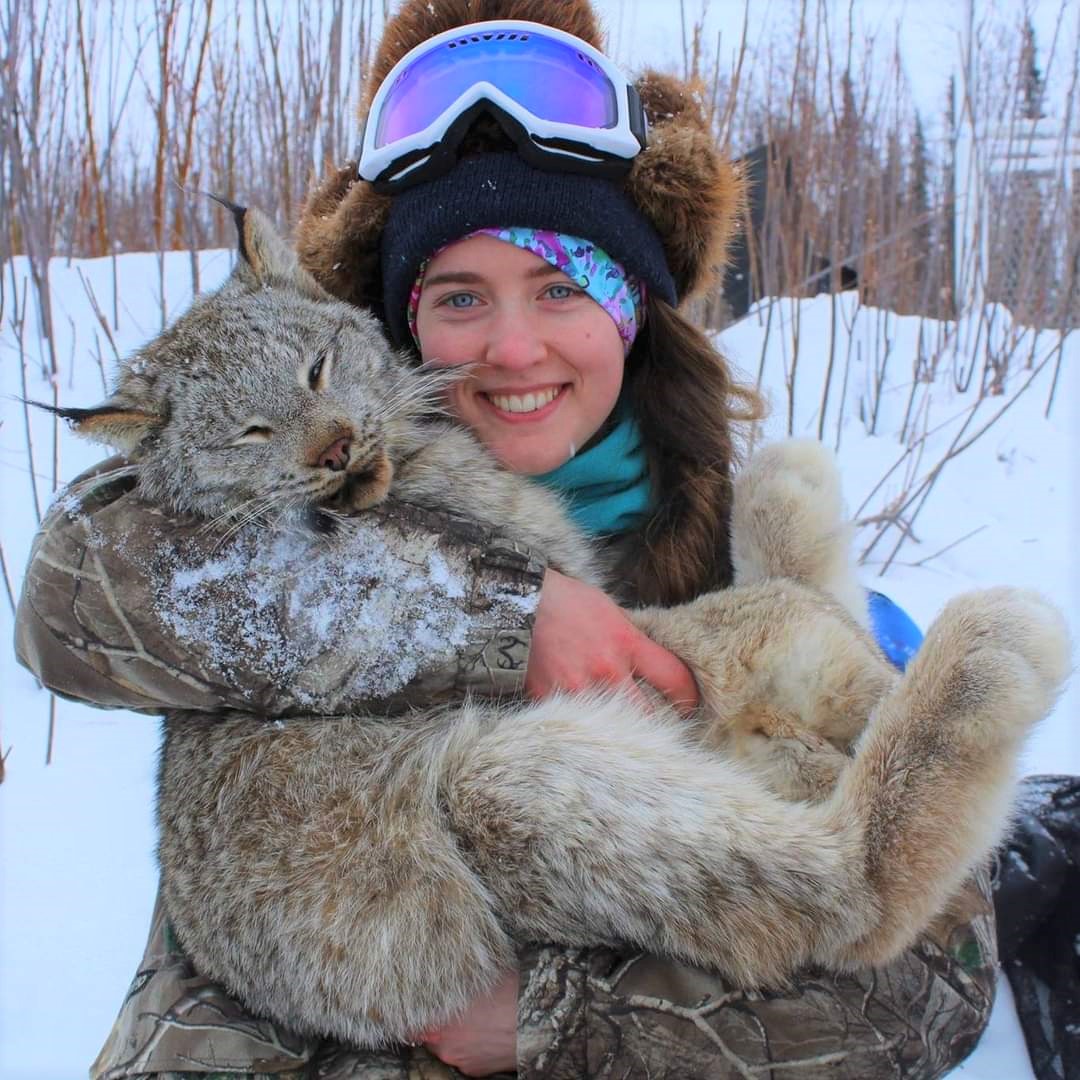 Maria Berkeland ’15 holds a Canada lynx humanely captured and released during a recent research project.