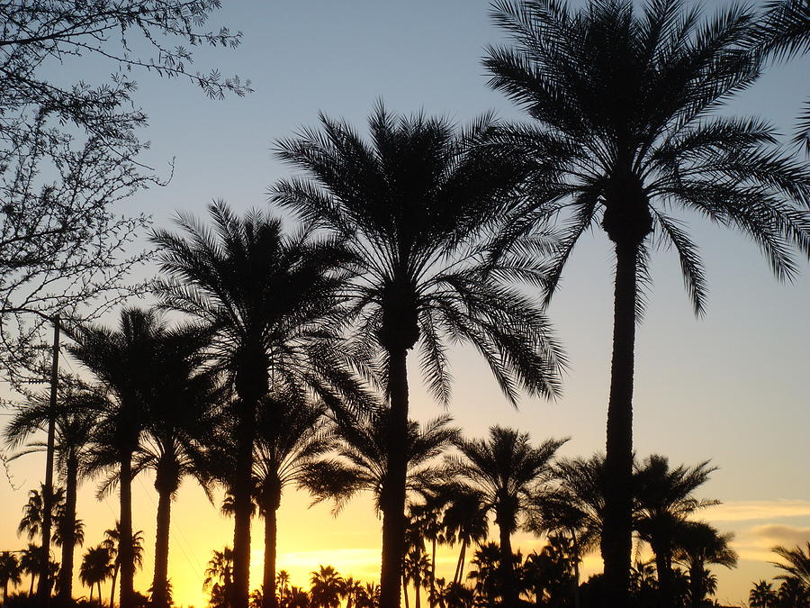 scottsdale-arizona-sunrise-palm-trees-andrew-rodgers